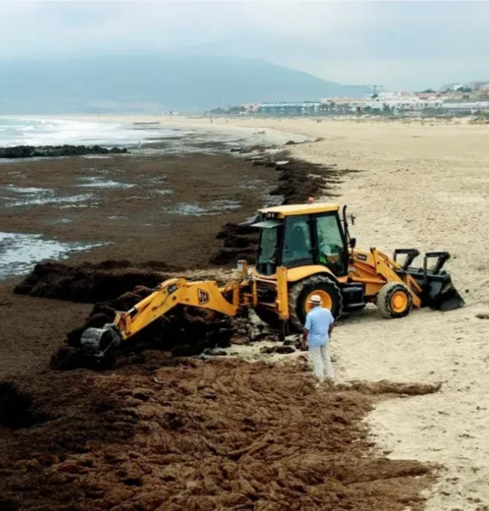 Image for ALGAE-ALPHA Signals